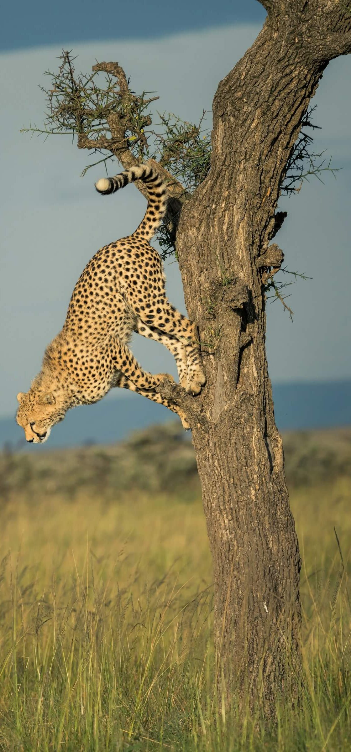 ahmed-galal-VujqXALWjZ4-unsplash