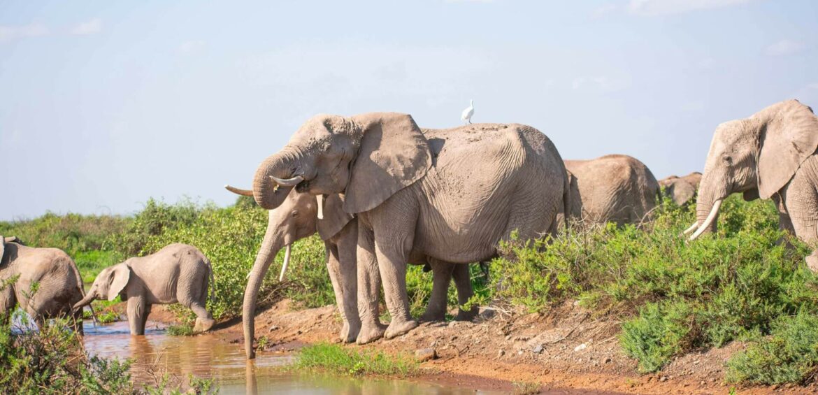 9 Days Kenya & Tanzania Safari and Beach Holiday