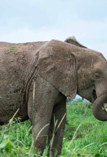 Masai Mara Game Reserve