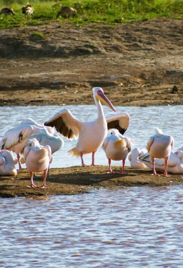 Lake Nakuru National Park